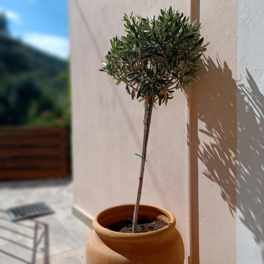 Μπουκαμβίλια - Bougainvillea Sivota Exterior foto